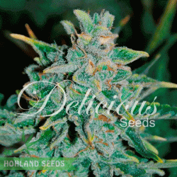 Northern Light Blue Auto