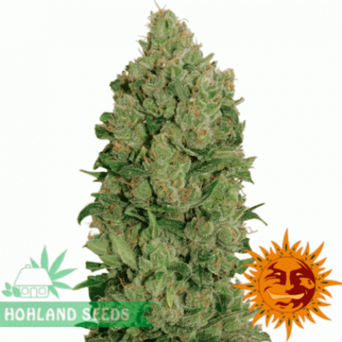 New York City Diesel Auto New York City Diesel Auto