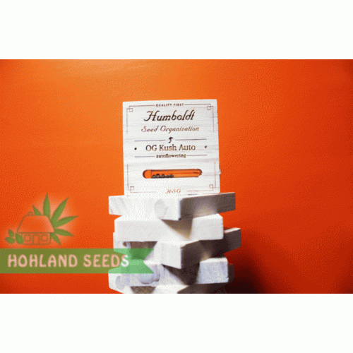 OG Kush Auto