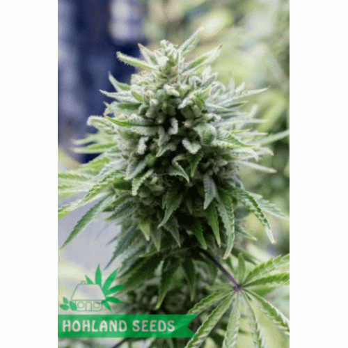 OG Kush Autoflowering OG Kush Autoflowering