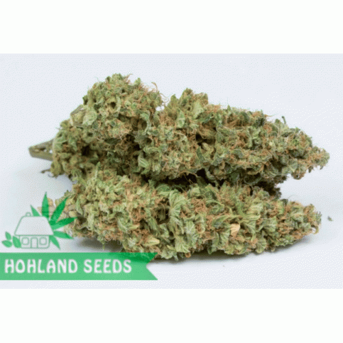 OG Kush Autoflowering