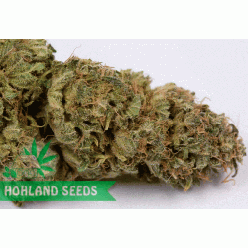 OG Kush Autoflowering