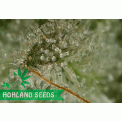 OG Kush Autoflowering