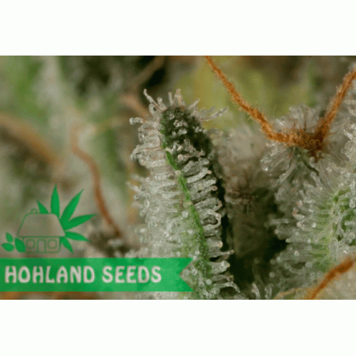 OG Kush Autoflowering