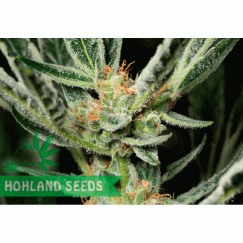 OG Kush Autoflowering