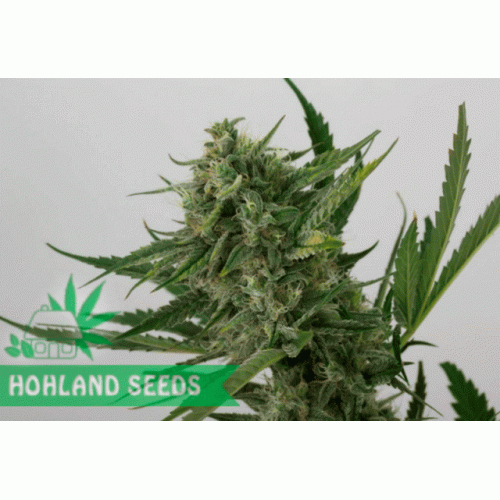 OG Kush Autoflowering