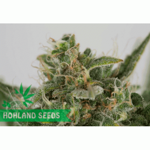 OG Kush Autoflowering