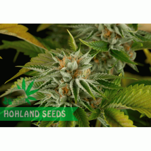 OG Kush