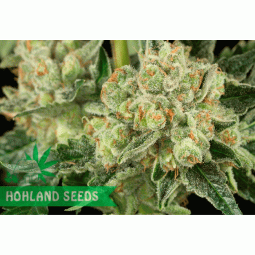 OG Kush