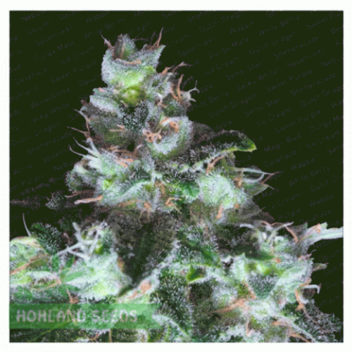 Original White Widow (IBL) Original White Widow (IBL)