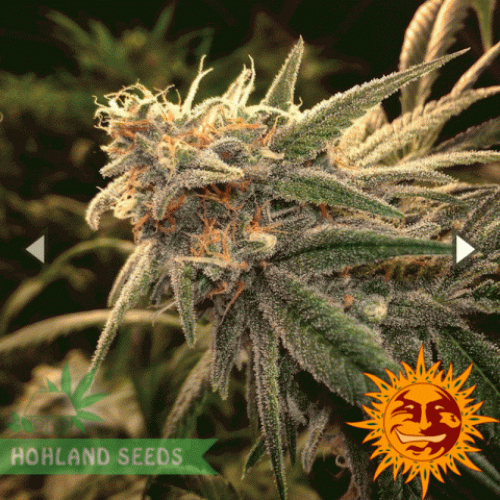 Peppermint Kush