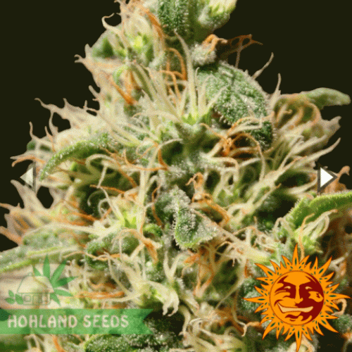Peppermint Kush