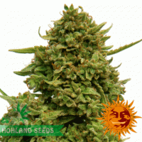 Pineapple Chunk Pineapple Chunk