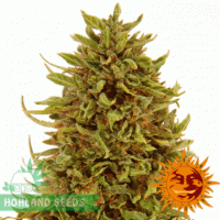 Pineapple Express Auto Pineapple Express Auto