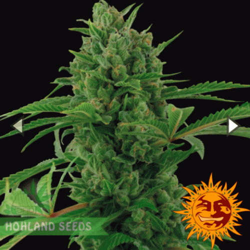 Pineapple Express Auto