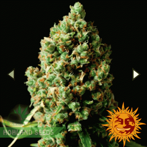 Pineapple Express Auto