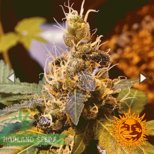 Pineapple Express Auto