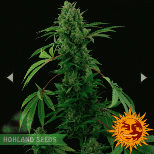 Pineapple Express Auto