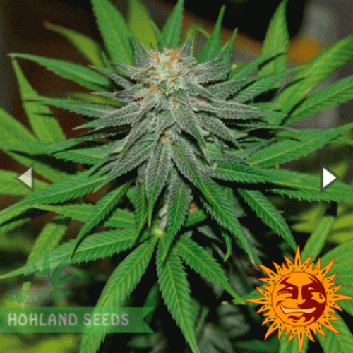Pineapple Express Auto