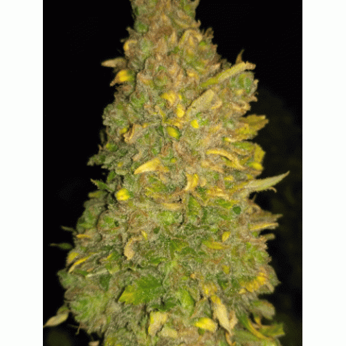 Pineapple Chunk