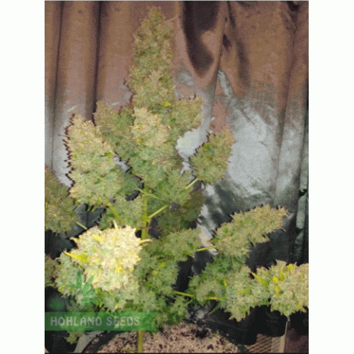 Pineapple Express Auto