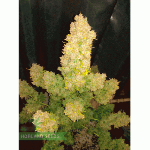 Pineapple Express Auto