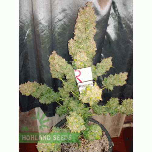 Pineapple Express Auto