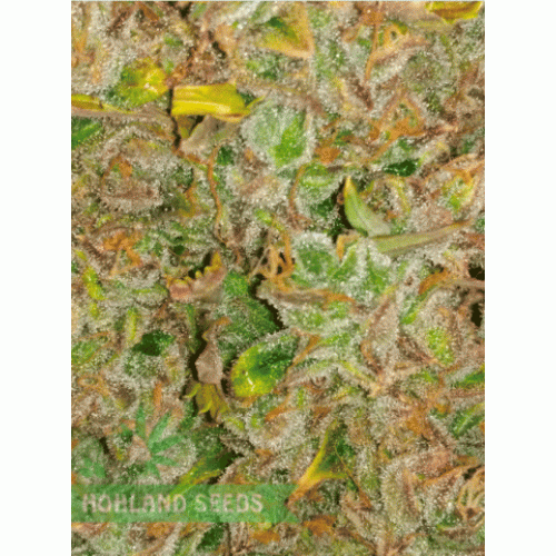 Pineapple Express Auto
