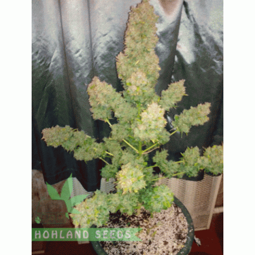 Pineapple Skunk Pineapple Skunk
