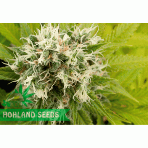 Power Kush