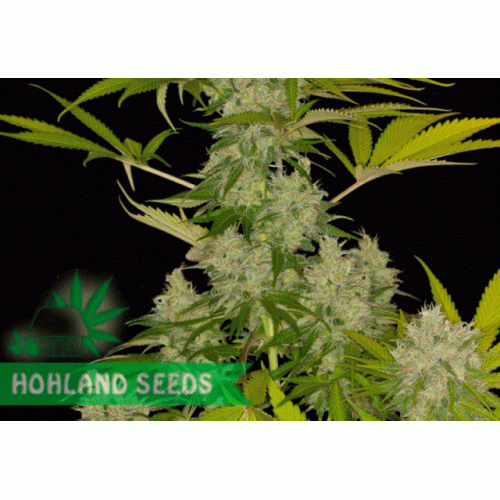 Power Kush