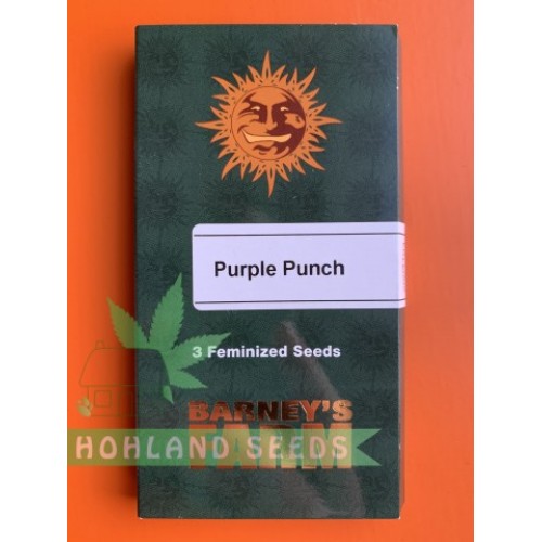 Purple Punch