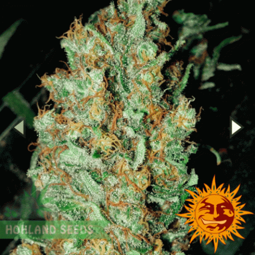 Red Dragon