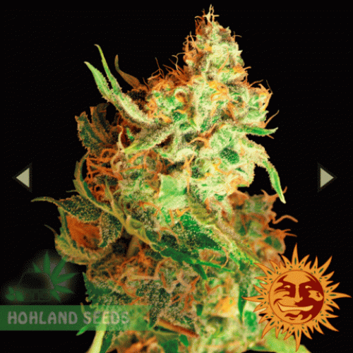 Red Dragon