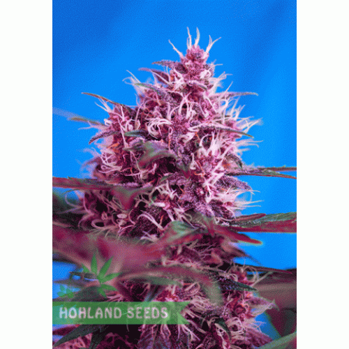 Red Poison Auto Red Poison Auto