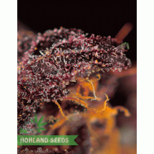 Red Poison Auto