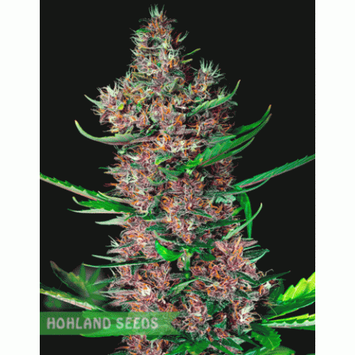 Red Poison Auto