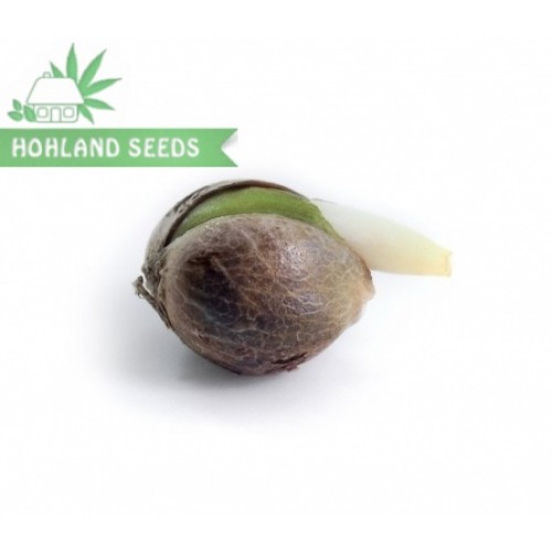 Royal Cheese Automatic