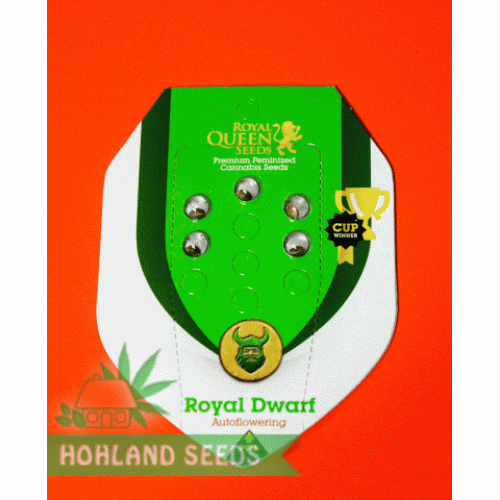 Royal Dwarf Automatic