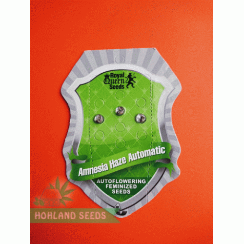 Amnesia Haze Automatik