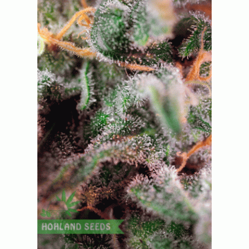 S.A.D. S1 Sweet Afghani Delicious S.A.D. S1 Sweet Afghani Delicious