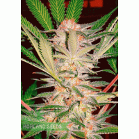 S.A.D. Sweet Afghani Delicious F1 Fast Version S.A.D. Sweet Afghani Delicious F1 Fast Version