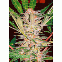 S.A.D. S1 Sweet Afghani Delicious S.A.D. S1 Sweet Afghani Delicious