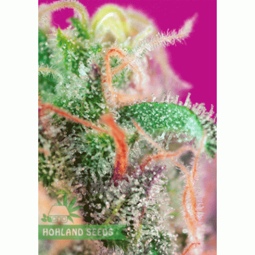 S.A.D. S1 Sweet Afghani Delicious S.A.D. S1 Sweet Afghani Delicious