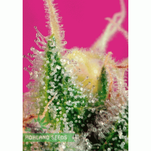 S.A.D. S1 Sweet Afghani Delicious S.A.D. S1 Sweet Afghani Delicious