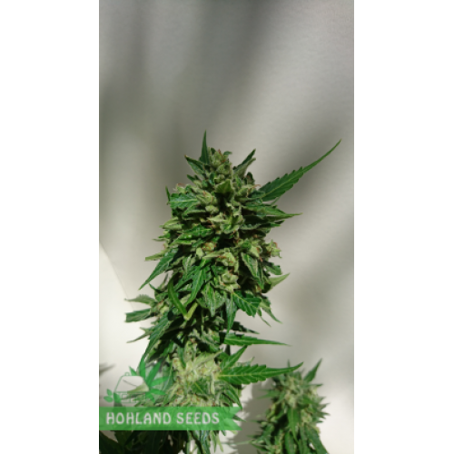 Super Cheese Express