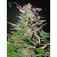 Super Lemon Haze Auto