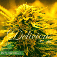 Sugar Black Rose Auto