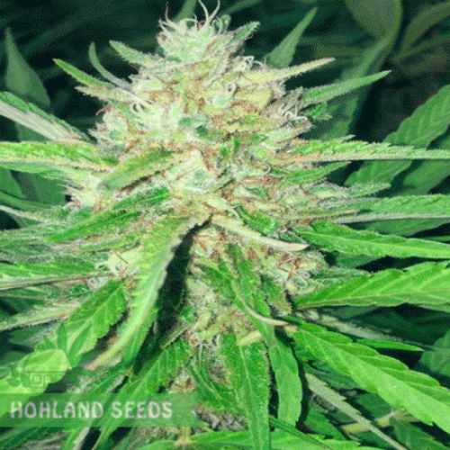 Sugar Candy