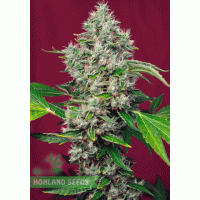 San Fernando Lemon Kush San Fernando Lemon Kush